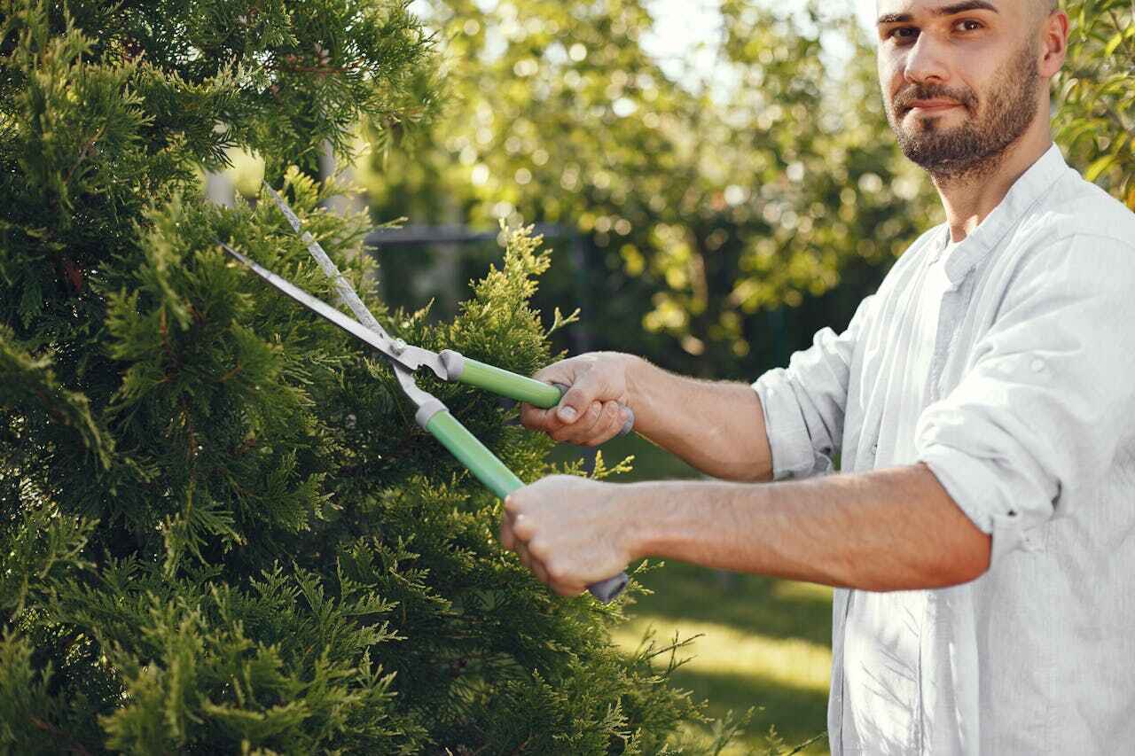 Best Tree Removal Near Me  in USA